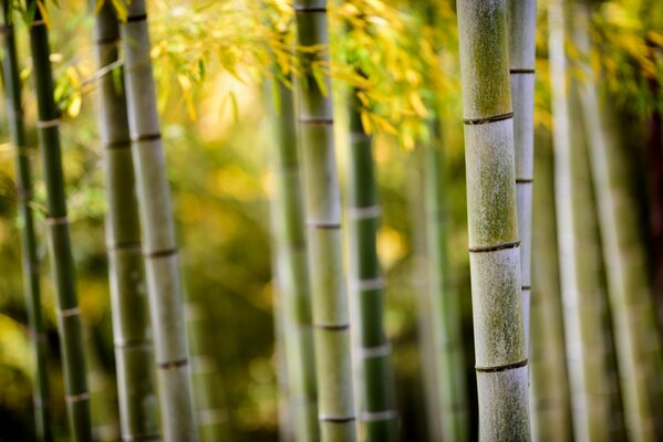 Bamboo trunks with foliage in nature