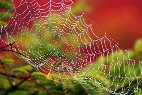 Spinnennetz und Tau am Morgen zuvor