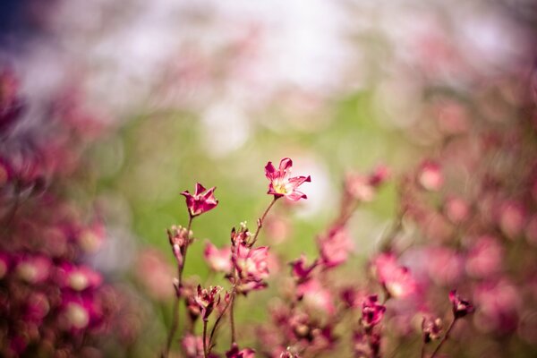 Rosa getrocknete Blüten in Makroaufnahmen. Die Natur