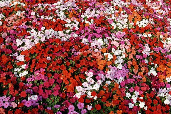 Red carpet of petunias on a flower bed