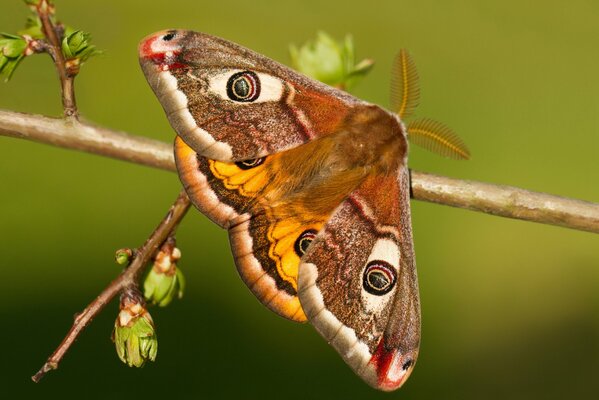 Kleiner Schmetterling mit Pfauenaugen auf einem Ast