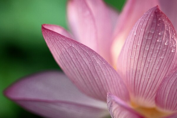 Pale pink lotus with water droplets