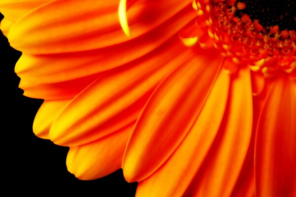 Orange petals of a beautiful flower