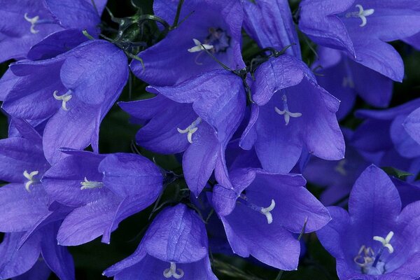 Photo de grandes cloches violettes