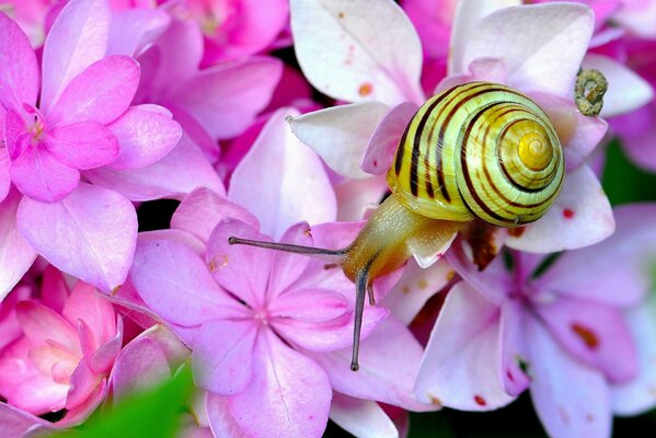 Die Schnecke zog die Hörner auf den Hortensienblütengarten