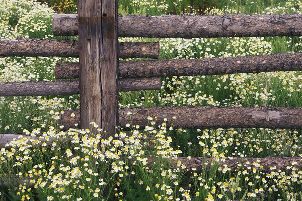 Ein Feld mit Gänseblümchen, eingezäunt mit einem Zaun