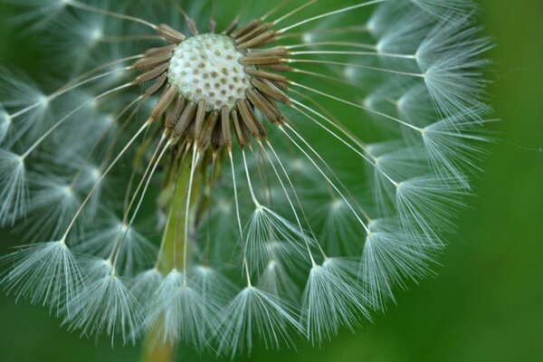 The image of a dandelion in macro photography