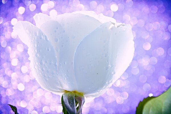 Beautiful white rose bud close-up