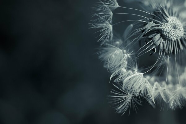 Dandelion flower on a dark background