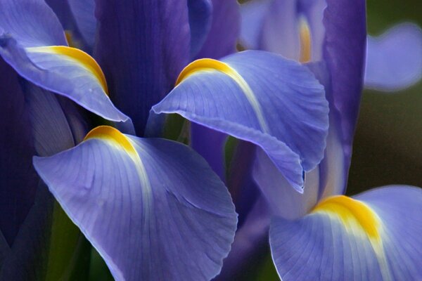 Purple flowers in macro photography