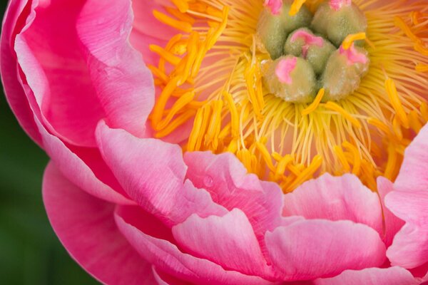 Floreciente peonía rosa y grande