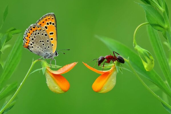 Makrofoto von Insekten: Ameise und Schmetterling auf einer Blume auf grünem Hintergrund