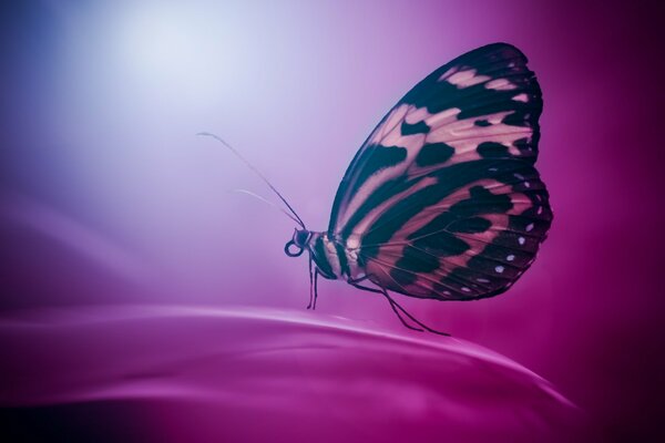 Mariposa solitaria sobre fondo rojo