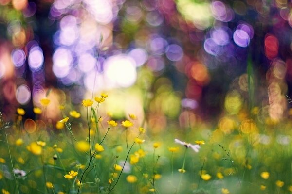 Flowers and grass in the glare of bokeh