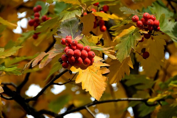 Photo of a rowan branch with leaves and berries