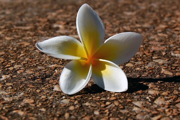 The petals of a white flower fell to the ground