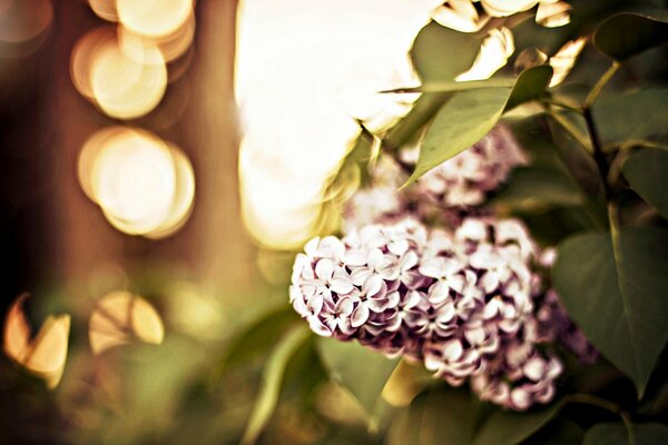 Branche de lilas avec effet bokeh