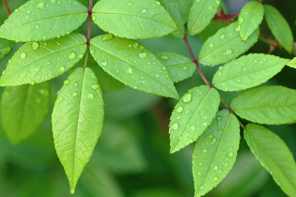 Bella rugiada sulle foglie verdi dell albero