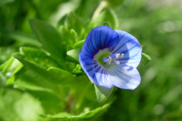 Fiore blu in foglie verdi