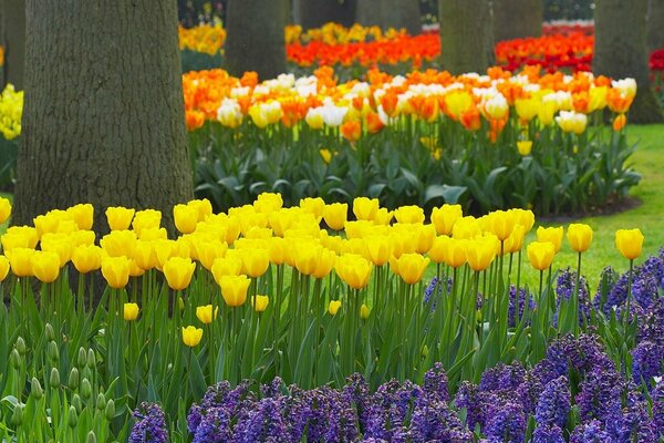 I tulipani più belli del giardino