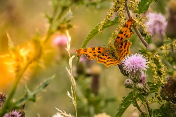 Schöner Schmetterling auf einer Blumenwiese