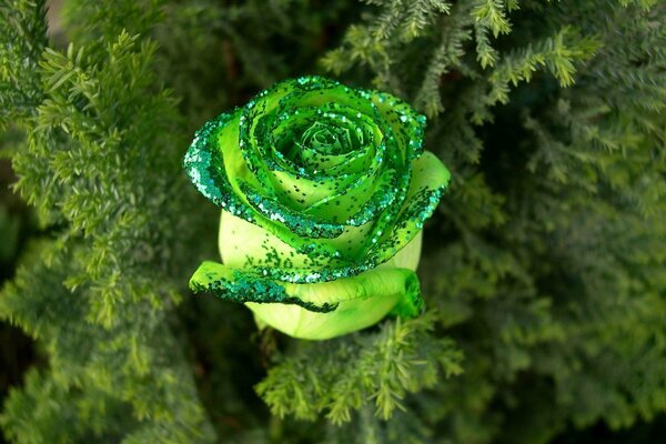 A shiny green rose in a conifer