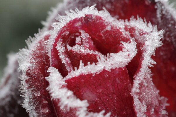 Red rose with ice crystals