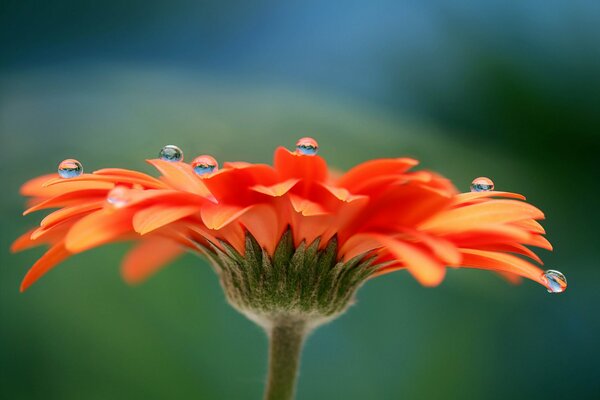 Flor de gerbera con gotas de rocío