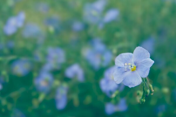 Fiore di lino blu nel campo