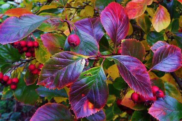 Leaves with fruits on bushes in autumn
