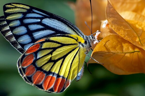 Natural combination of colors in a butterfly and a leaf