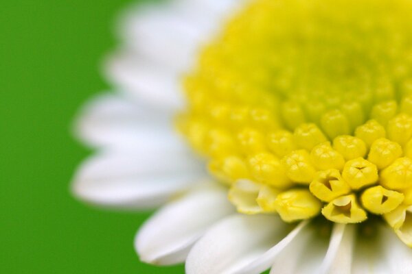 Fiore in petali bianchi e centro giallo