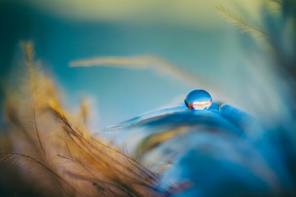 A drop on an orange leaf