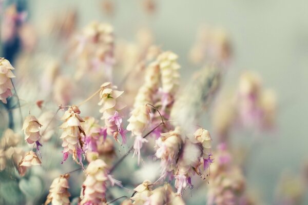 Bouquet of flowers on a blurry background