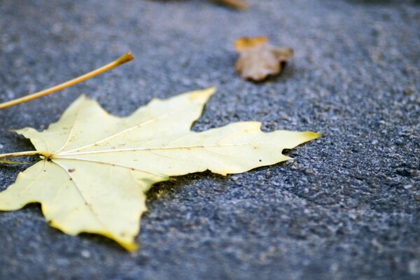 Herbstblatt liegt auf der Straße