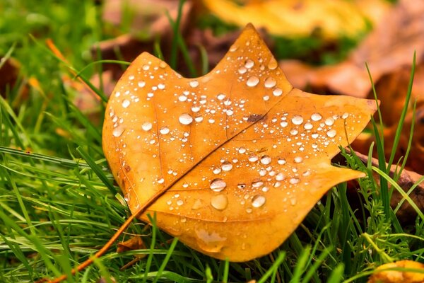 Belle feuille jaune d automne dans la rosée