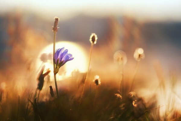 Feldblume im Morgengrauen