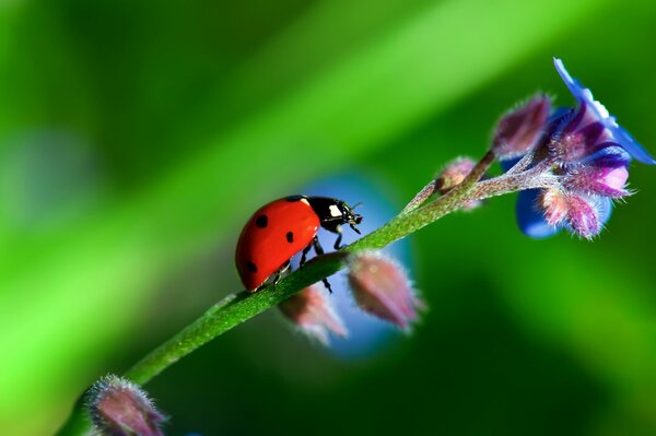 A ladybug sits on the stem of a flower