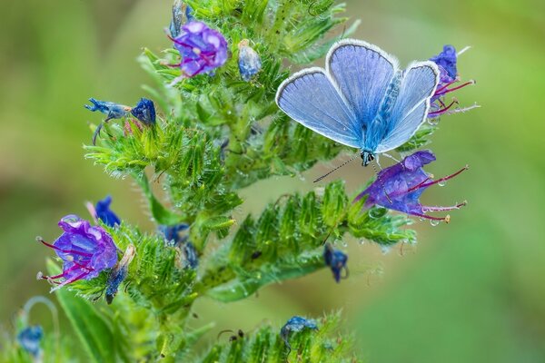 La farfalla blu si siede su un bel fiore