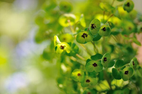 Green milkweed flowers bloomed under the warm rays of the sun on a beautiful summer day