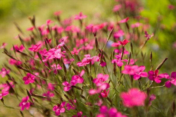 Rosa Blüten. Fokus. Rosa Blüten auf grünem Hintergrund