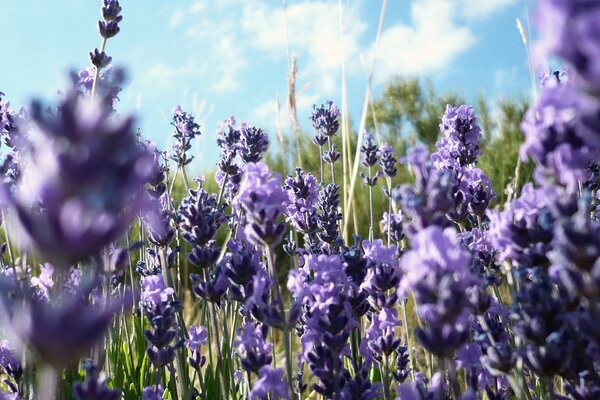 Lilac flowers under a blue sky with debris