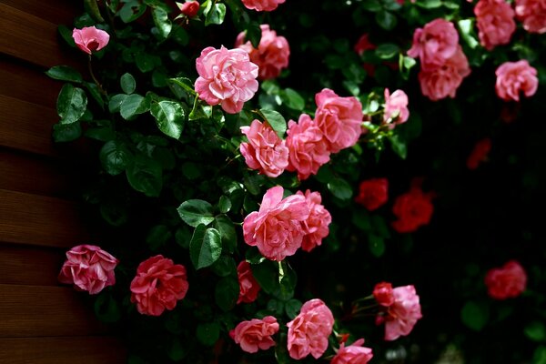 Fiori rosa sulla parete della casa