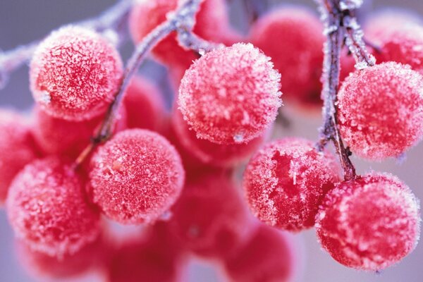 Baies de Viorne recouvertes de givre dans le gel