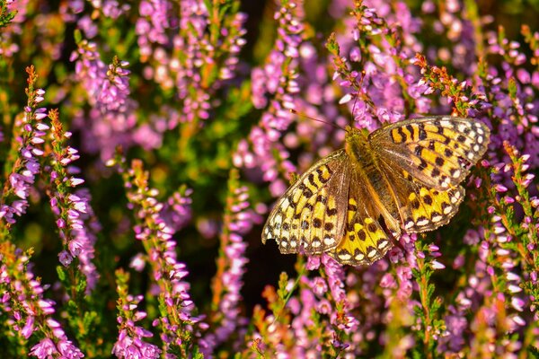 Imagen de una mariposa en flores silvestres Lilas