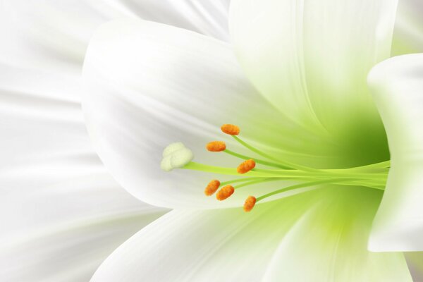 Yellow stamens of a delicate white lily