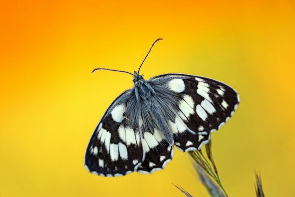 Butterfly on the tip of the plant