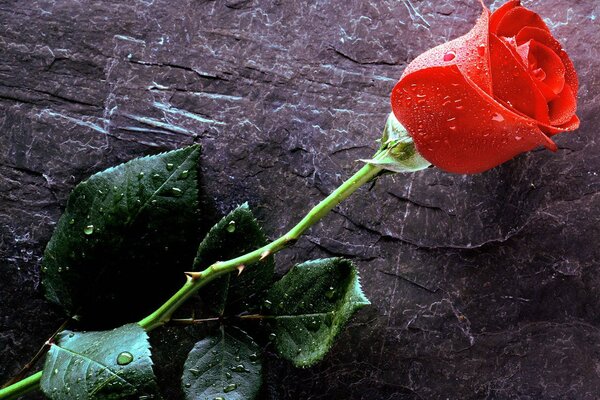 Sur le fond de la dalle de pierre rose rouge tout en gouttes d eau