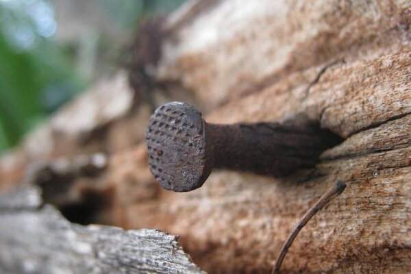 A rusty nail driven into the board