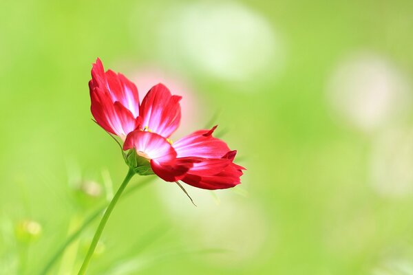 Red flower petals in the meadow